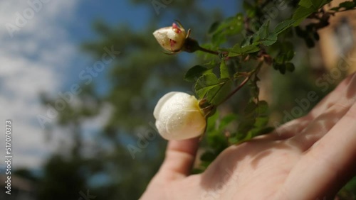 Super slow motion close up of female fingers touch delicate white buds rosehip with dew drops, soft focus
