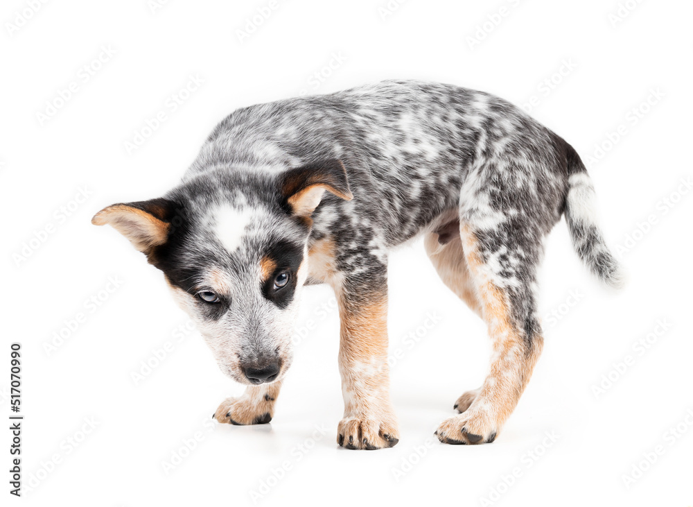 Insecure puppy standing sideways while looking at camera. 9 week old puppy dog unsure, weary or low confidence body language. Australian heeler or blue heeler. Black and white puppy. Selective focus.