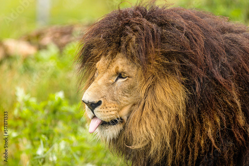 Fototapeta Naklejka Na Ścianę i Meble -  male lion (Panthera leo) close up portrait sticks out his tongue