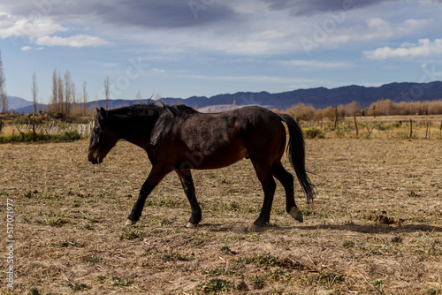 Horses grazing in corral with mountains in the background