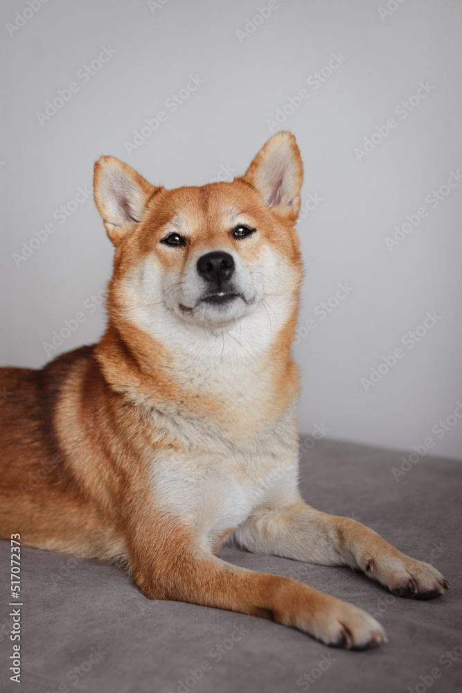 Portrait of japanese red dog shiba inu. Cute beautiful dog and fluffy shiba inu dog.