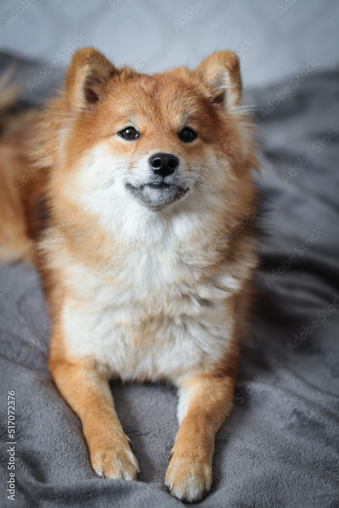 Portrait of japanese red dog shiba inu. Cute beautiful dog and fluffy shiba inu dog.