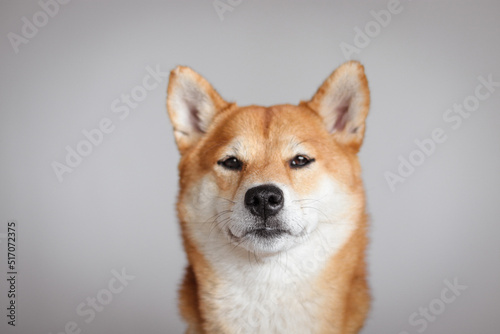Portrait of japanese red dog shiba inu. Cute beautiful dog and fluffy shiba inu dog. © Alina