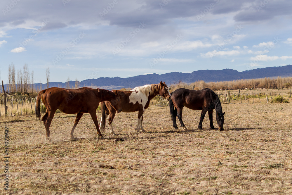Horses grazing in corral with mountains in the background Horses grazing in corral with mountains in the background