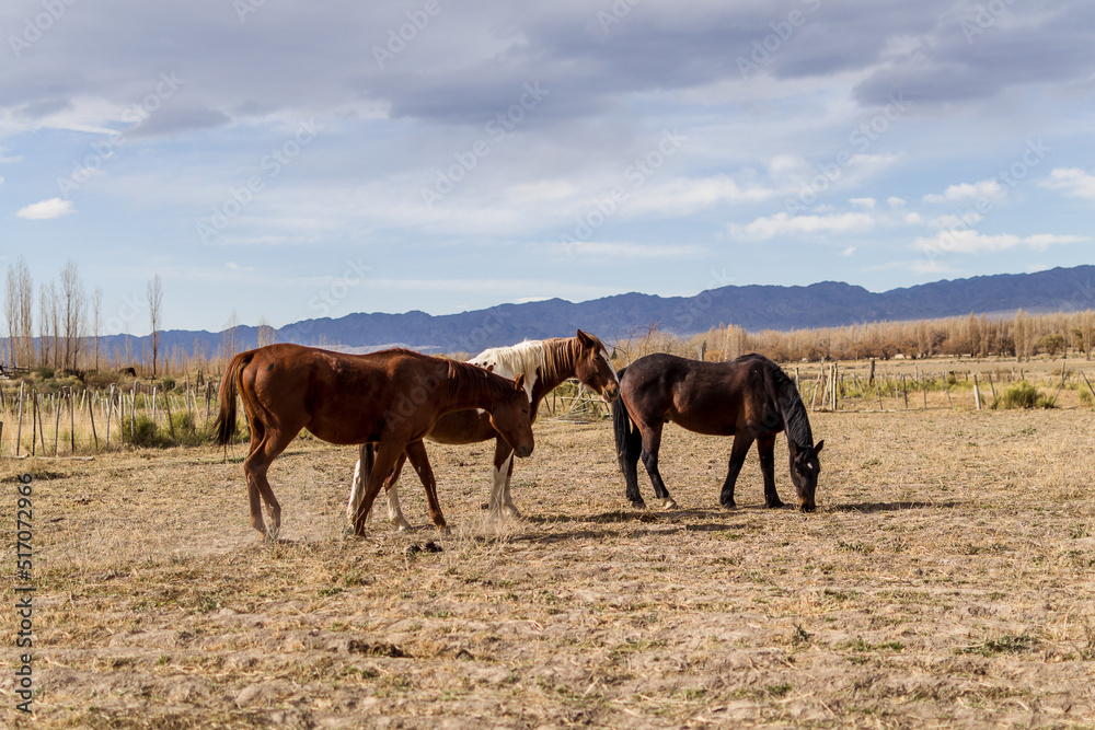 Horses grazing in corral with mountains in the background Horses grazing in corral with mountains in the background
