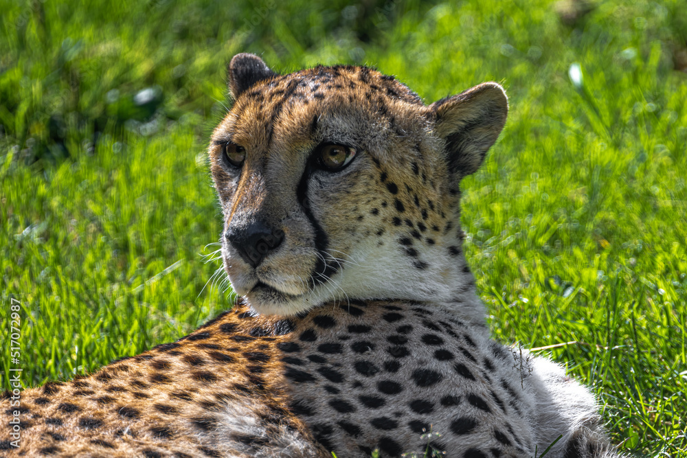 Portrait of a Cheetah (Acinonyx jubatus) Portrait of a Cheetah (Acinonyx jubatus)