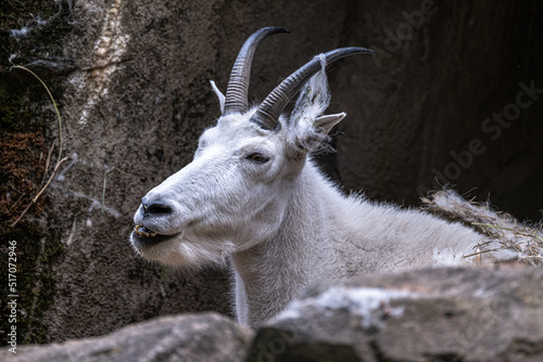 Resting Mountain Goat (Oreamnos americanus) photo