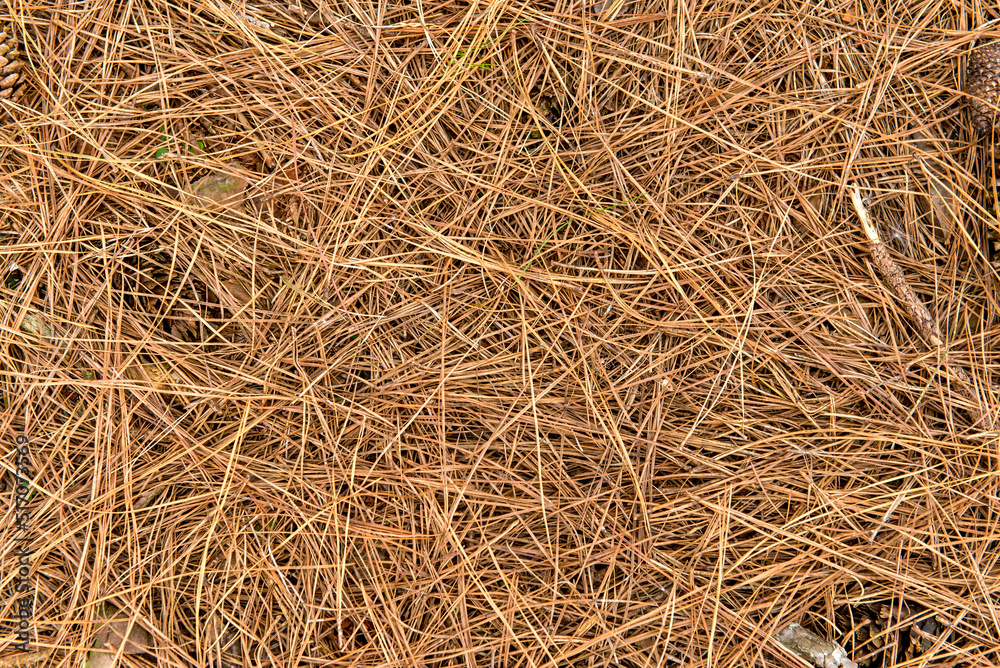 texture background of dry pine leaves. texture background of dry pine leaves.