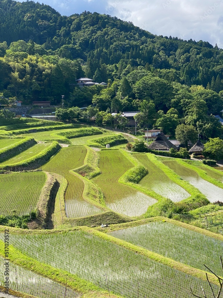 Fototapeta premium rice terraces in osaka