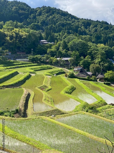 rice terraces in osaka