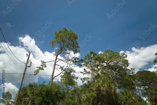 Dark mixed pine and lush forest with green trees canopies