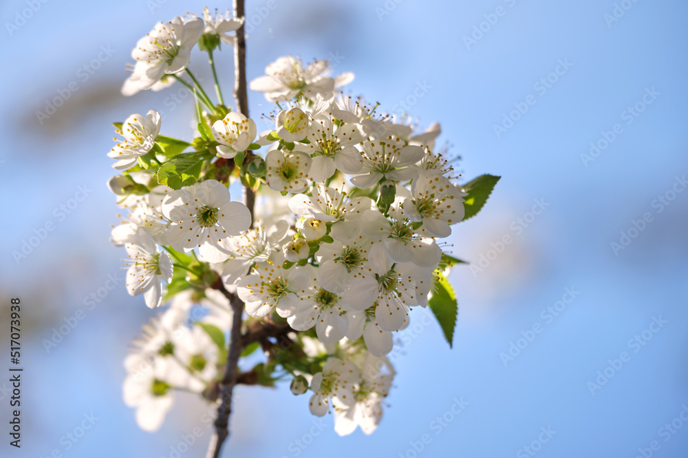 Twigs of cherry tree with white blossoming flowers in early spring Twigs of cherry tree with white blossoming flowers in early spring