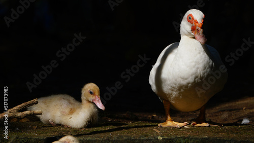White Muscovy duck in the morning sun. Black background. Focus selected