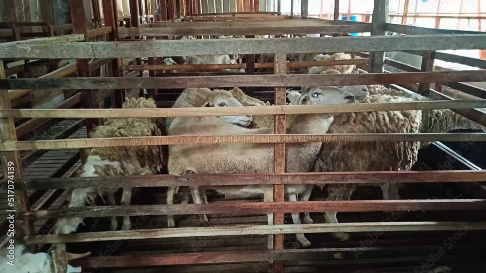 Goat or sheep are four-legged ruminants with thick hair that are kept for agriculture for their hair, meat and milk. Goat or sheep are four-legged ruminants with thick hair that are kept for agriculture for their hair, meat and milk.