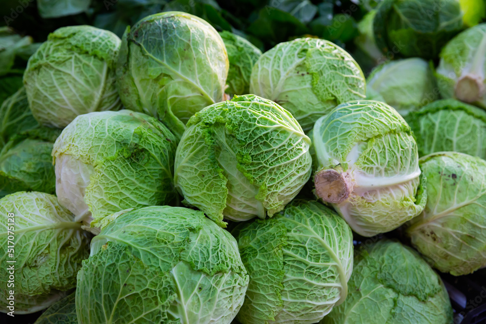 Fototapeta premium Closeup of fresh savoy cabbages. Vegetable background. Vegetarian food concept