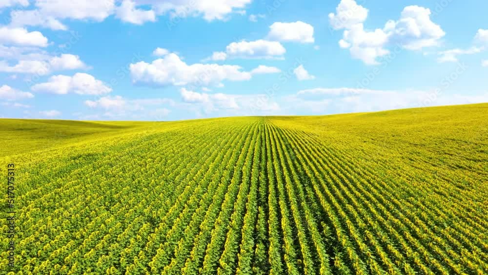 A field with blooming sunflowers at sunset. A wonderful summer landscape. A field with blooming sunflowers at sunset. A wonderful summer landscape.