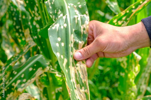 Close up hand of farmer touching corn leaves wilting and dead after wrong applying herbicide in cornfield. Damage to agribusiness, insured event, reason for indemnification events.  photo