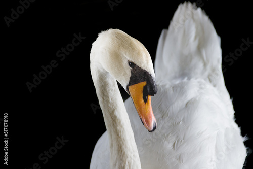 Cisne posando de lado sobre fondo negro