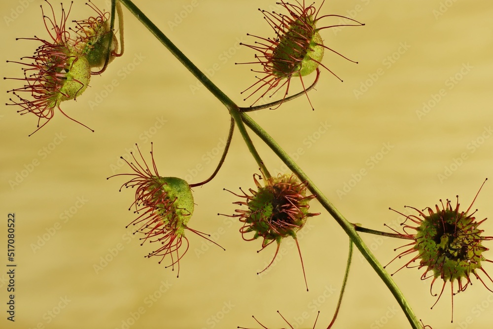 Isolated stem of Climbing Sundew (Drosera planchonii) carnivorous plant