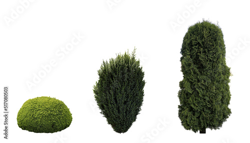 Set with beautiful green coniferous shrubs on white background