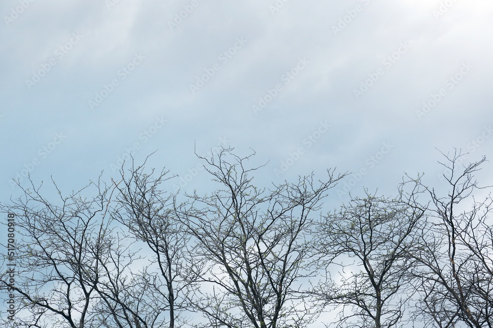 Beautiful view of trees against cloudy sky Beautiful view of trees against cloudy sky