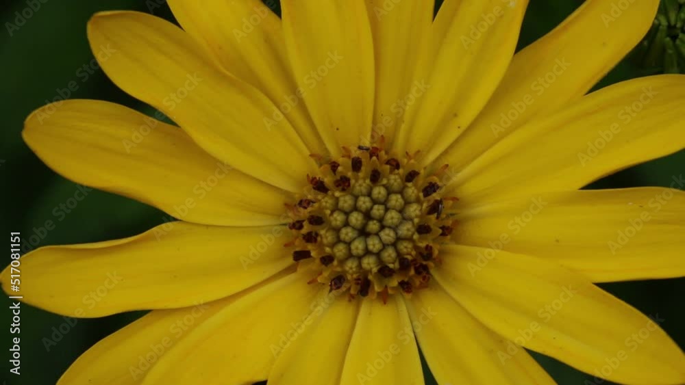 Closeup of Bright yellow garden flower. Summer. UK Closeup of Bright yellow garden flower. Summer. UK