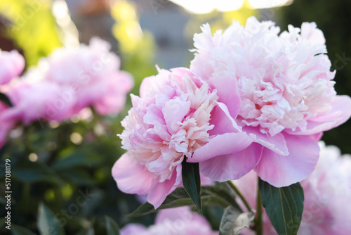 Blooming peony plant with beautiful pink flowers outdoors, closeup. Space for text