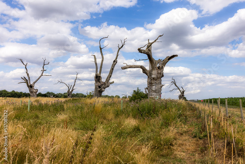 Lonely oaks of Mundon. A field of 900 year old oak trees in Mundon, Essex. photo