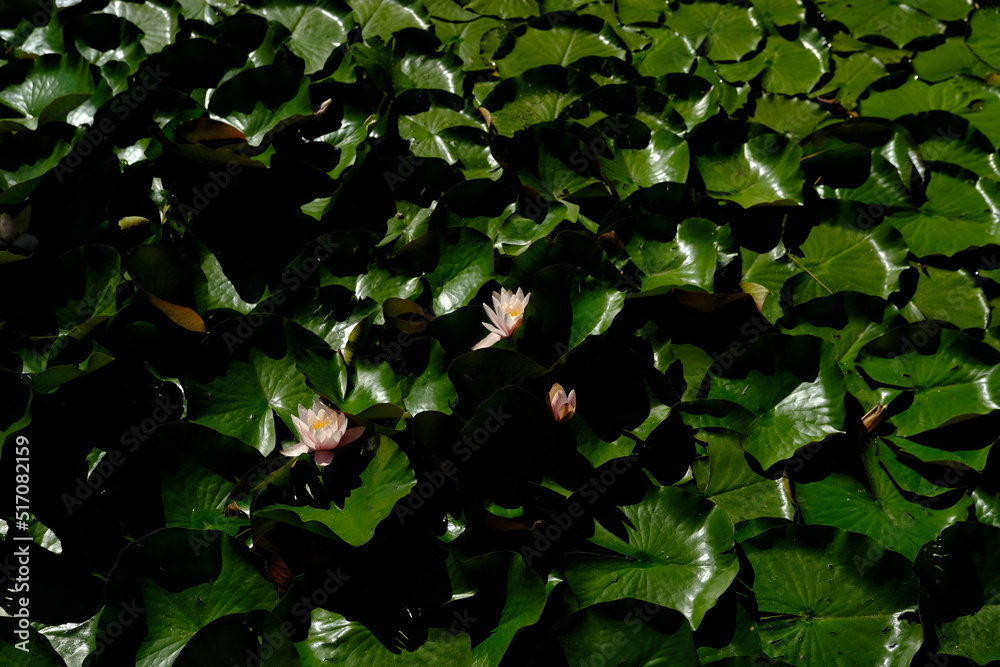 Top view of water lilies with white flowers in a pond Top view of water lilies with white flowers in a pond