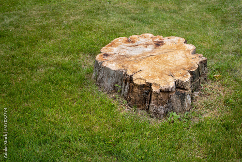 Tree stump of a large chainsaw cut tree on the grass