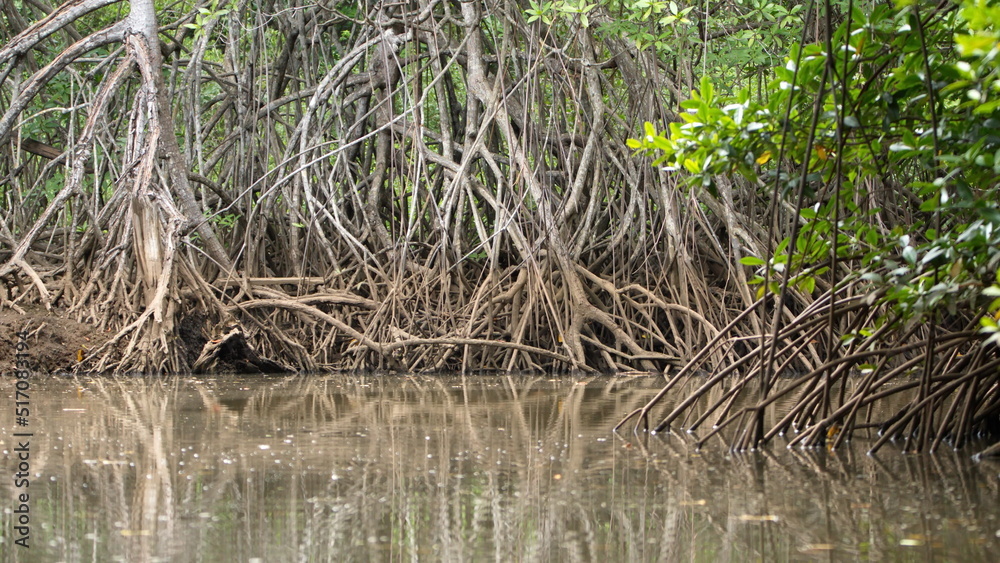 Fototapeta premium Roots of a mangrove forest in a marsh in Tamarindo, Costa Rica