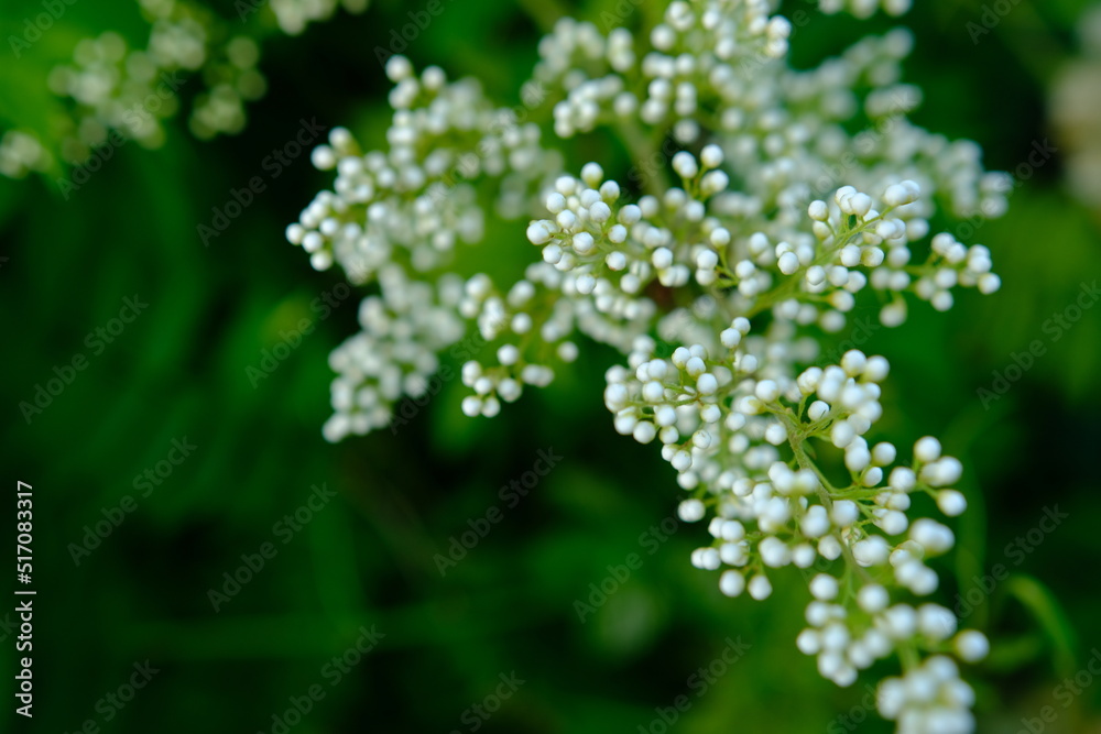Flowering mountain ash with white flowers and greenery in summer Flowering mountain ash with white flowers and greenery in summer