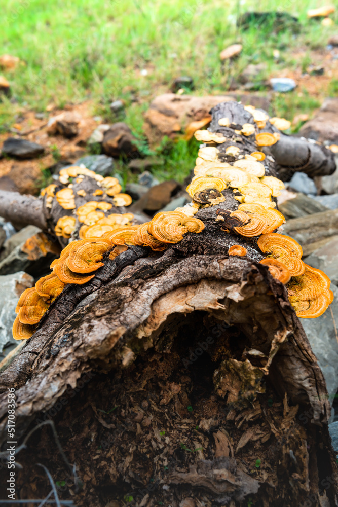 Yellow wild mushrooms in Pang Sida National Park Yellow wild mushrooms in Pang Sida National Park