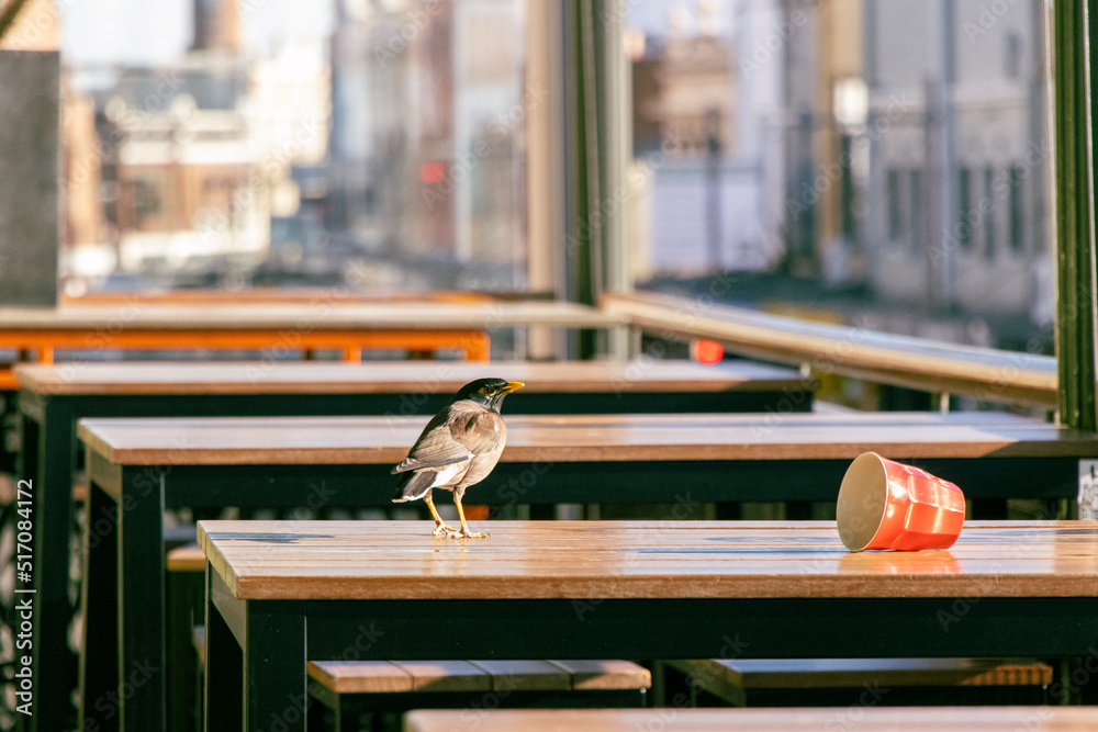 A noisy miner bird perched atop a table in an urban outdoor setting