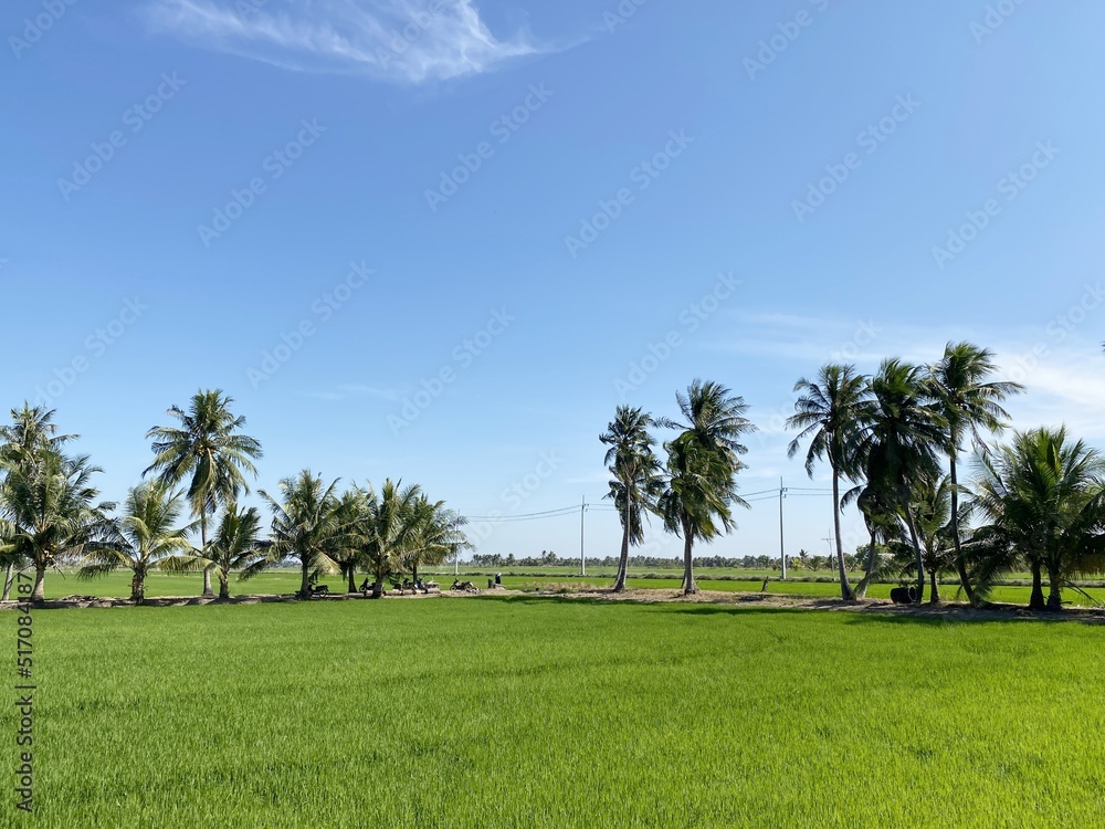 rice field in country chachoengsao Thailand