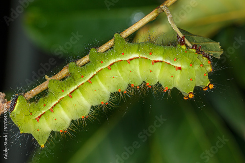 green caterpillar on a twig