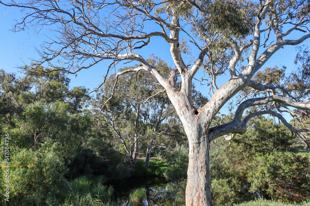 eucalyptus tree in bushland against sky eucalyptus tree in bushland against sky