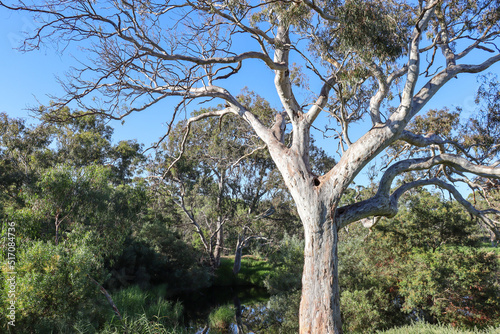 eucalyptus tree in bushland against sky