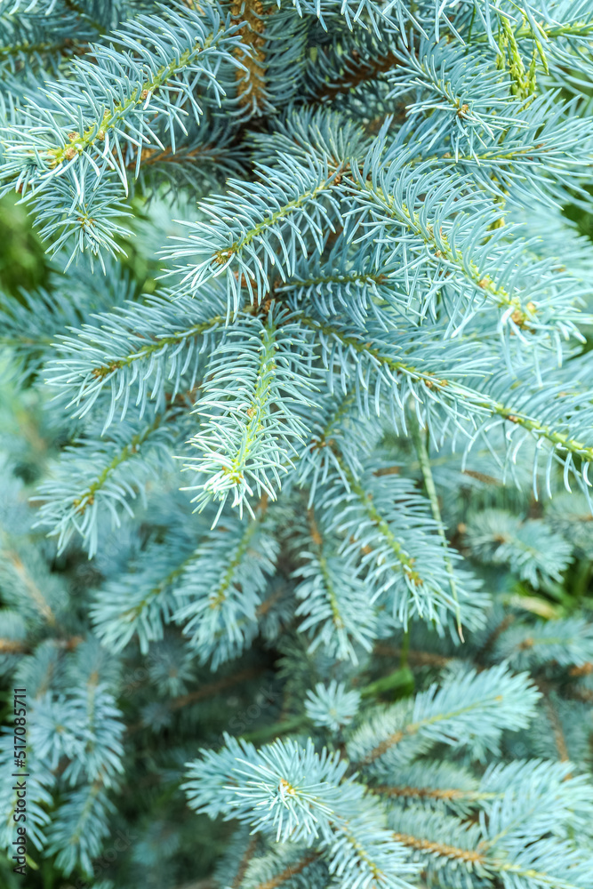 Closeup view of blue spruce branches