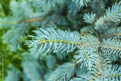 Closeup view of beautiful blue spruce branches