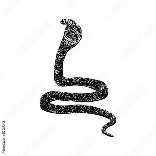 Indian Cobra hand drawing vector illustration isolated on background