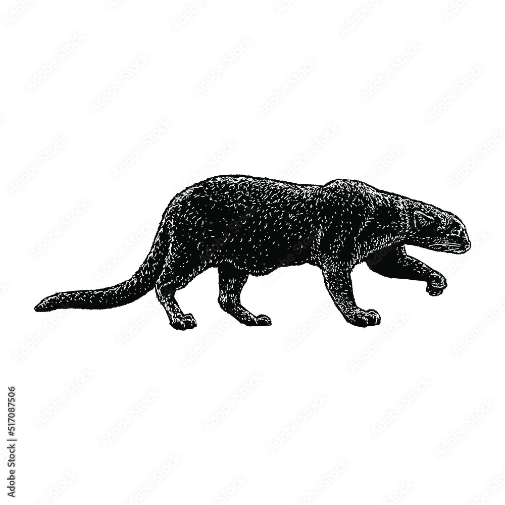 Jaguarundi Cat hand drawing vector illustration isolated on background Jaguarundi Cat hand drawing vector illustration isolated on background