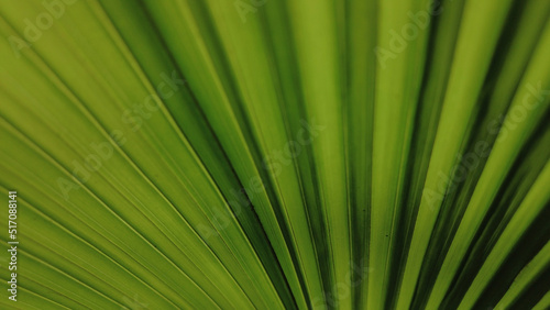 Green palm leaf, green background