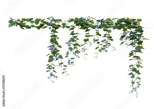 Ivy flowers on a white background.