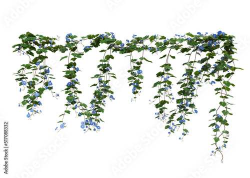 Ivy flowers on a white background.
