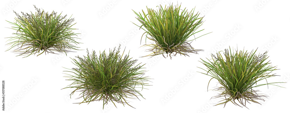 The shrub has flowers, and the tree has flowers on a white background. The shrub has flowers, and the tree has flowers on a white background.