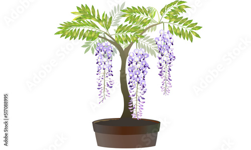 鉢植えの藤の花