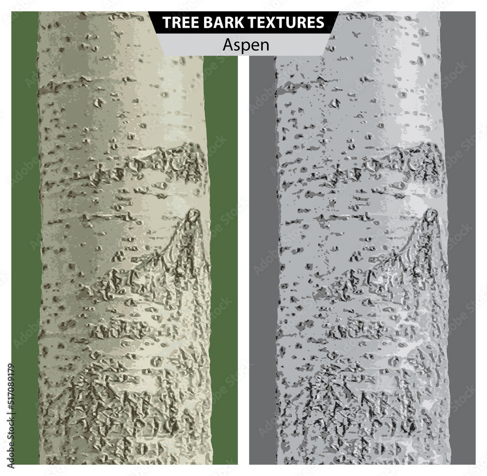 The texture of aspen bark. Vector isolated realistic black and white and multicolor illustration of aspen trunks.