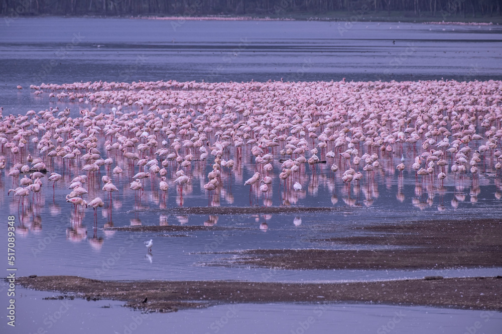 Fototapeta premium Flamingos in Lake Nakuru National Park of Kenya
