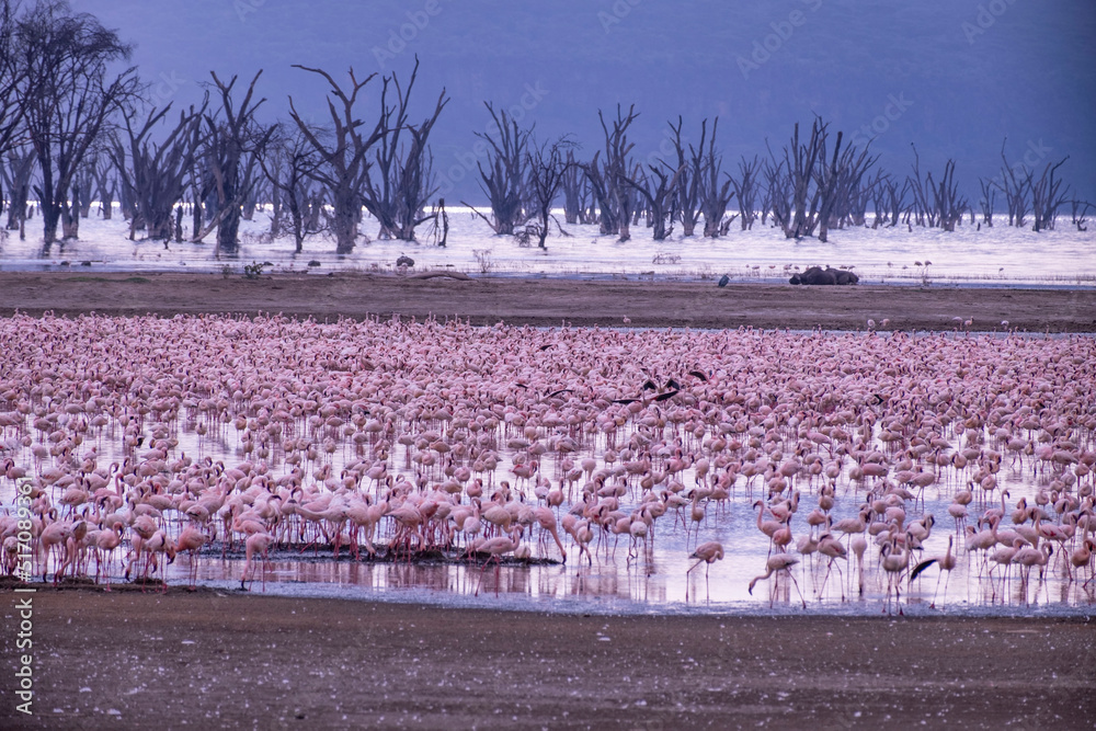 Fototapeta premium Flamingos in Lake Nakuru National Park of Kenya